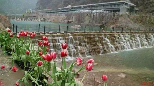 吃错1粒药ICU住7天！阿莫西林不是消炎药，只对6种病有效